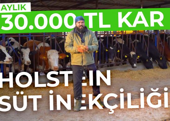 Holstein Süt Verimi | Süt Besiciliği Kazandırır mı?